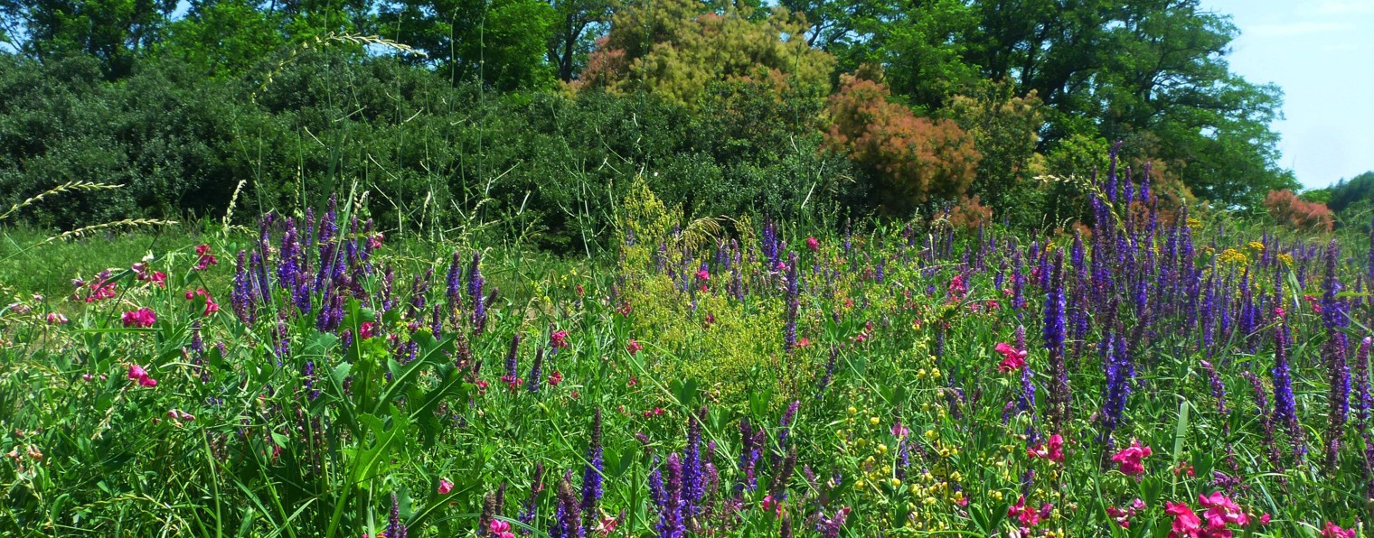 SapSan  Жизнь рядом с жильём