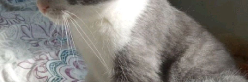 Джеки Котик