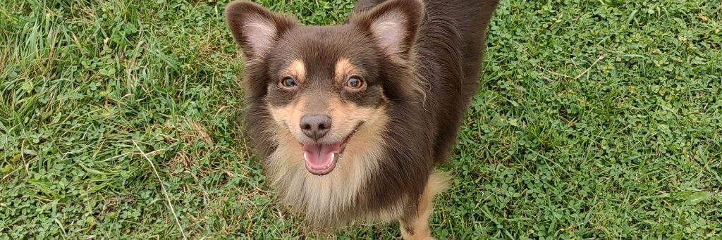 Диана Черемных