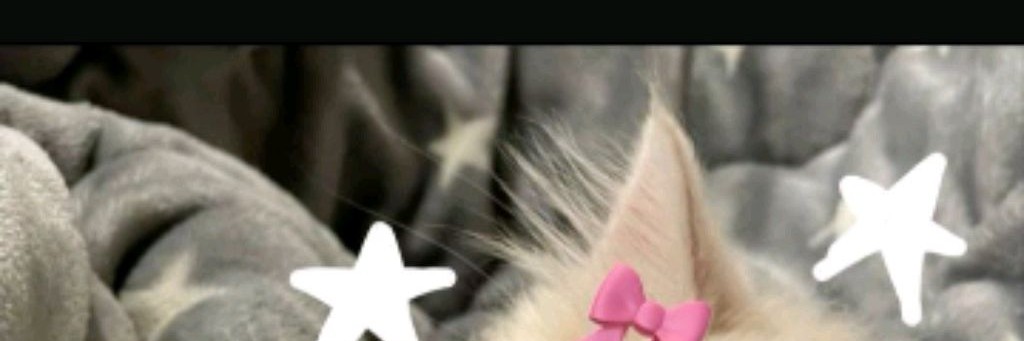 ~Сон ралилы[🎰]~(новый медвежонок)