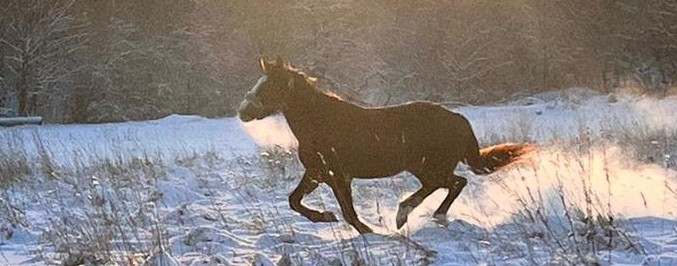 лошади, верховая езда, тренировки, конкур