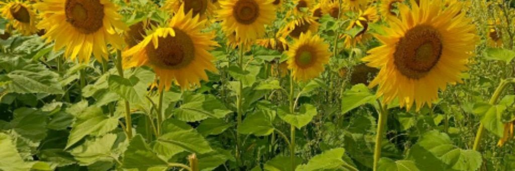 Таро с Любовью