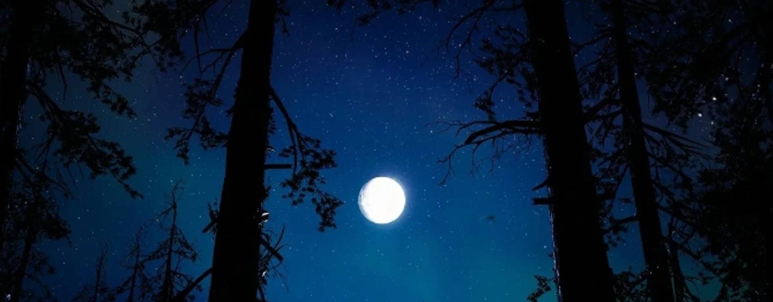 🦊•𝔸𝕝𝕚𝕔𝕖_𝔽𝕠𝕩•🦊