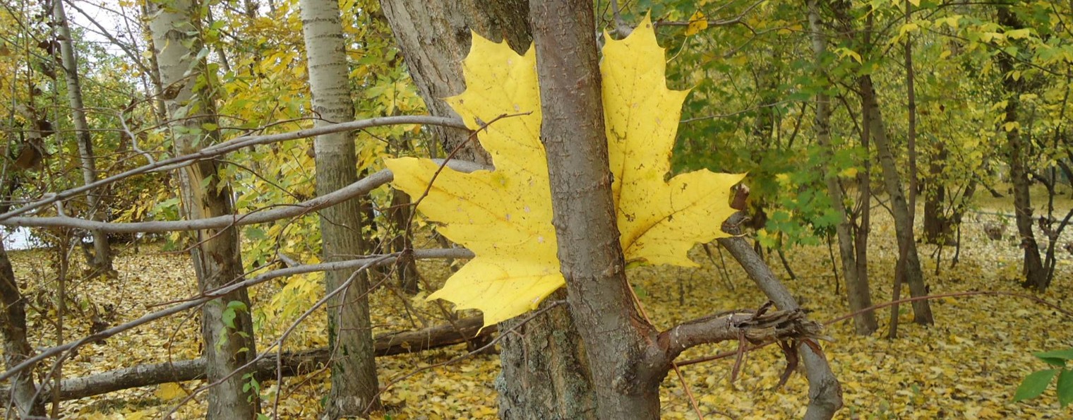 Людмила Осокина