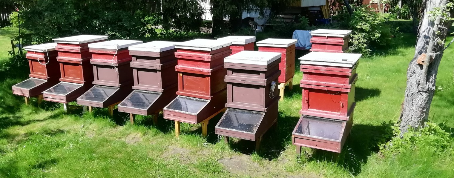 СОЛНЕЧНЫЙ УЛЕЙ