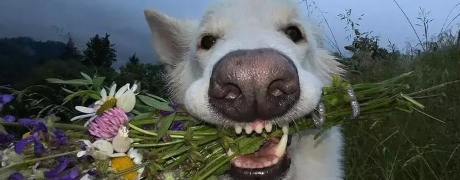 Мурлык и Рык - Мягкие и Громкие