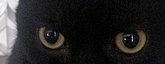 Веселый каламбур