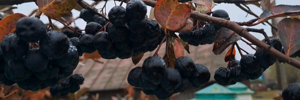 Домик на опушке