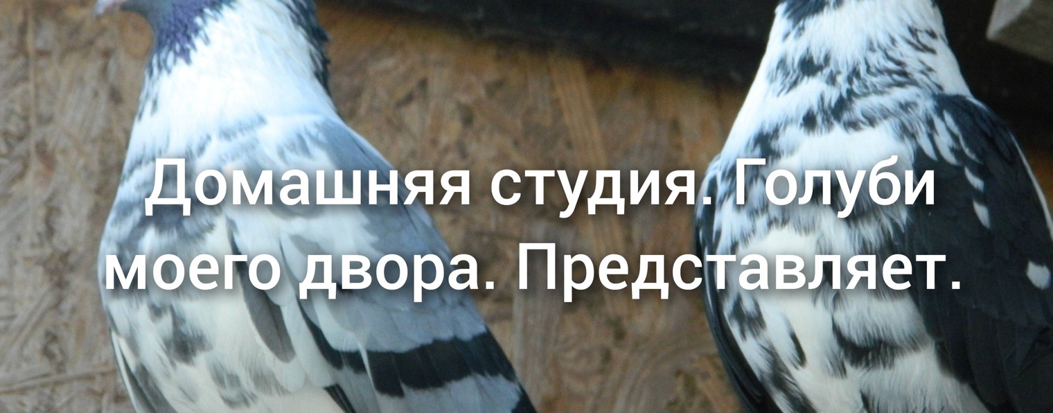 Голуби моего двора....