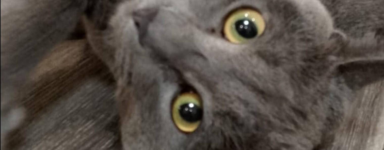 Я это сделаю и точка.