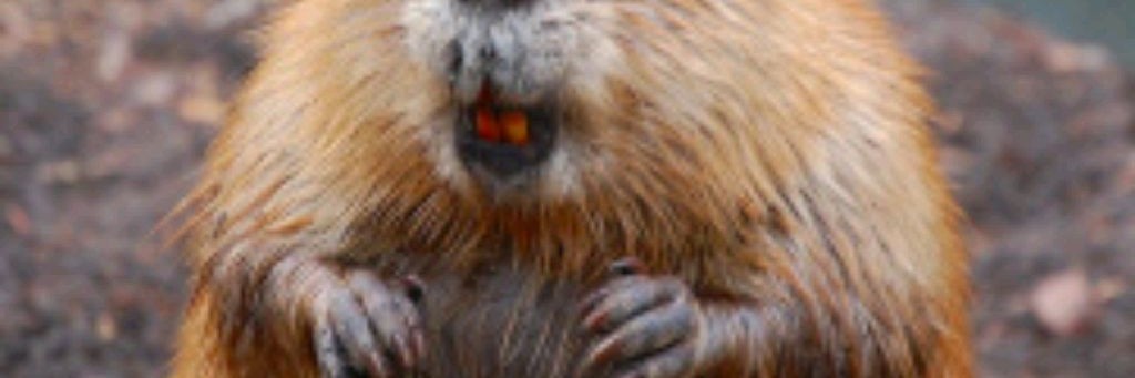 Логово Бобра