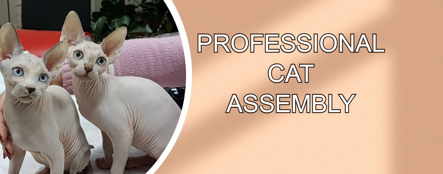 PROFESSIONAL CAT ASSEMBLY (PCA)