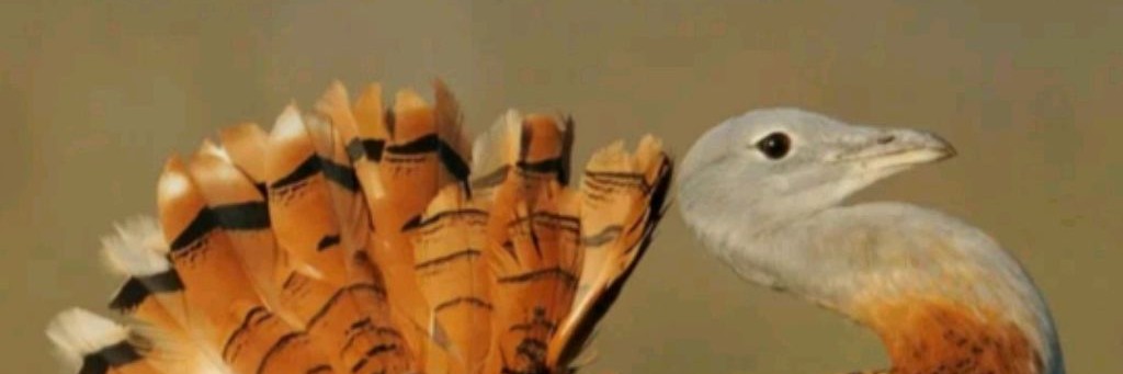 ПРОСТО ФОНК