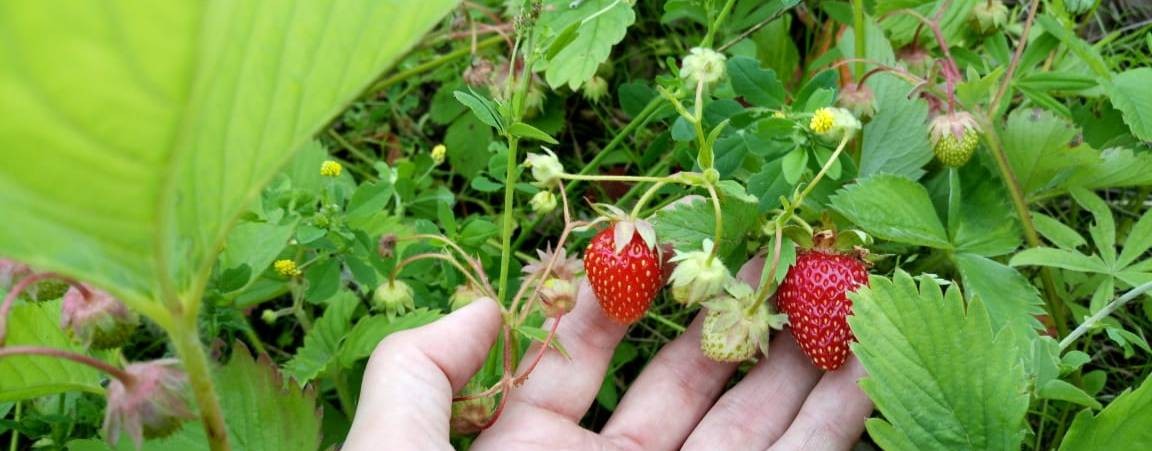 Тульский садовод
