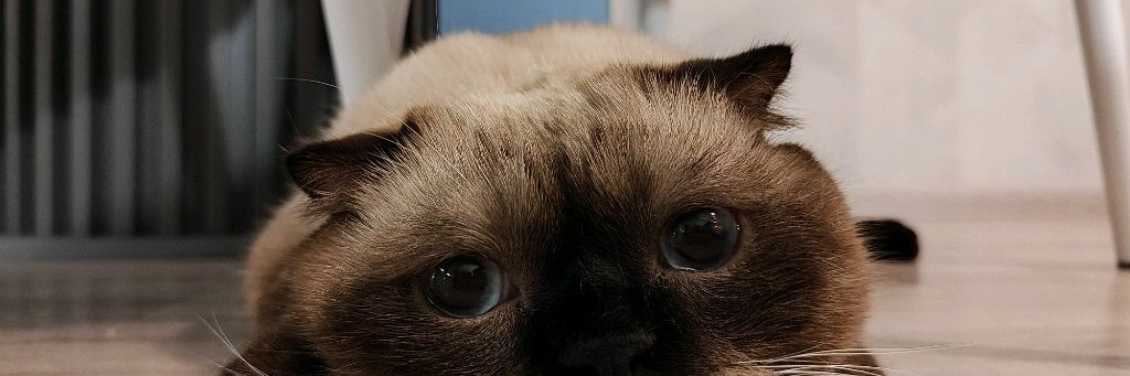 Илона Котик