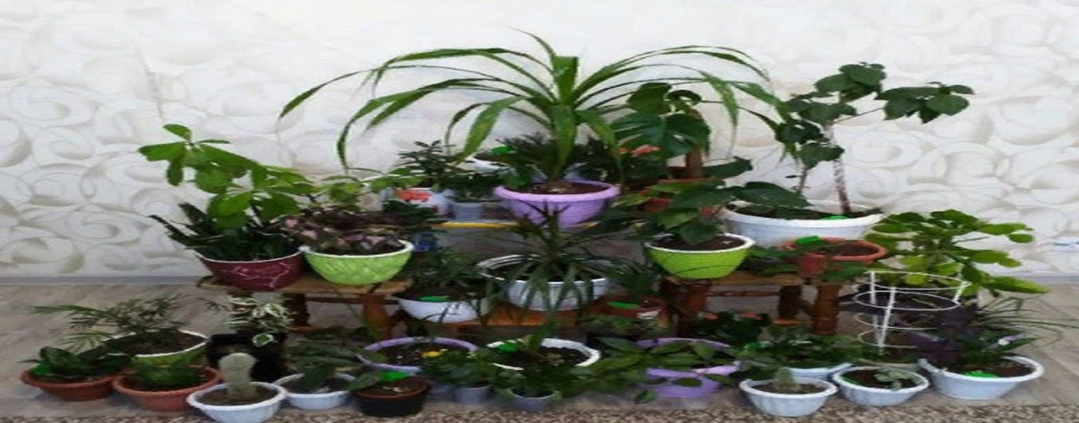 Комнатные Цветы и их Жизнь