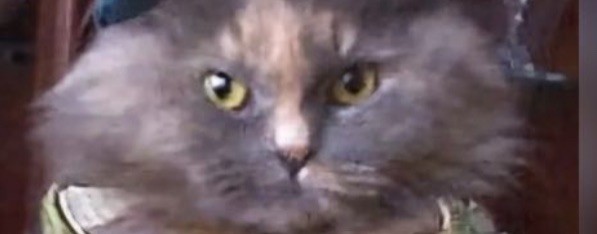 Братья  юмора