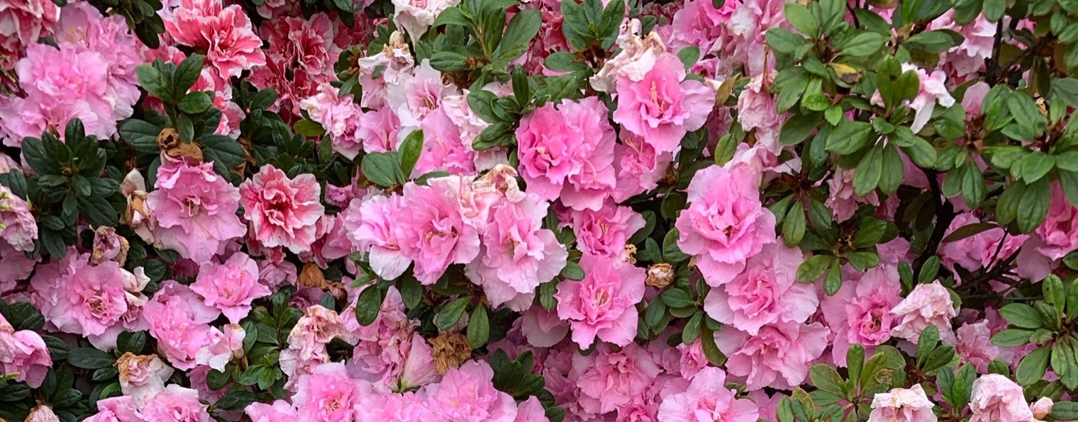 klumba34 Страшная с EMS