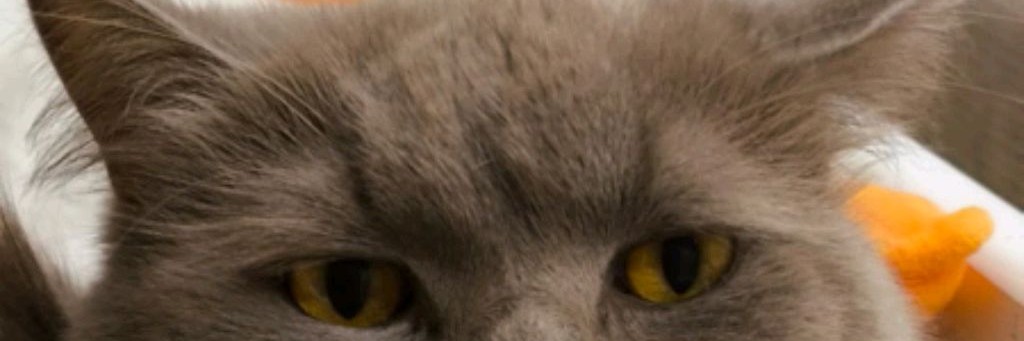 КОТИКИ В КУРСЕ