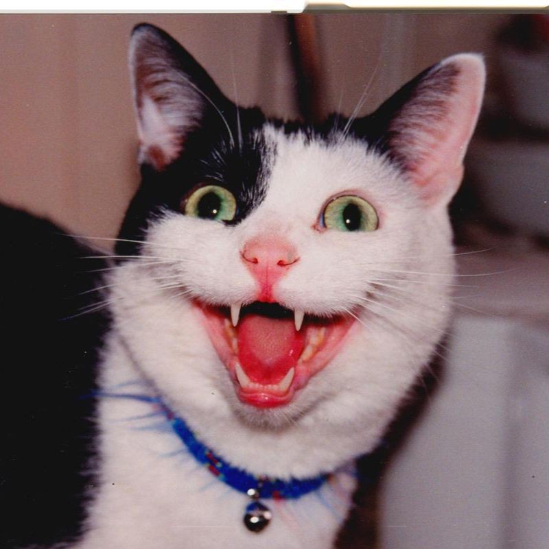 Проснись и пой!