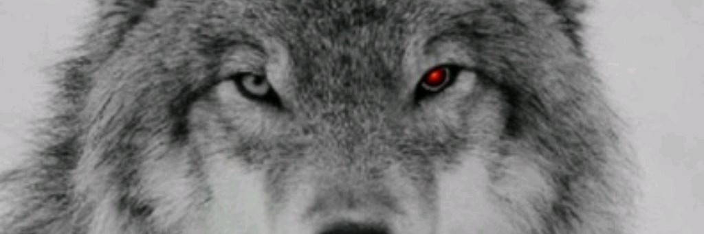 Волк
