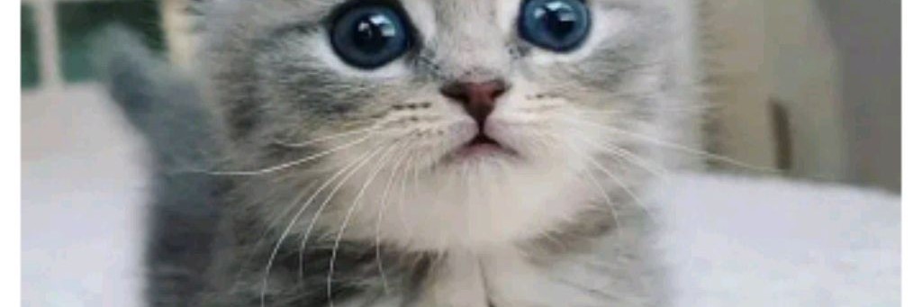 Полина и Ирина майнкрафтеры