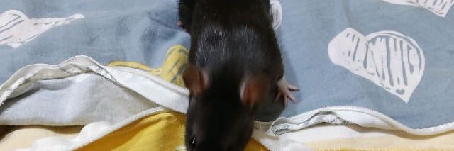 Крысиная хатка