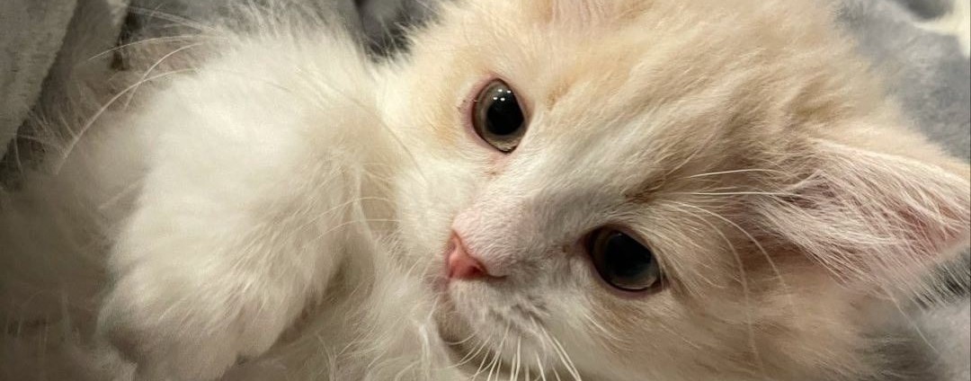 ˚୨୧⋆｡˚ ⋆𝑘𝑜𝑡𝑒𝑢𝑘𝑎˚୨୧⋆｡˚ ⋆ ᓚ₍⑅^..^₎♡