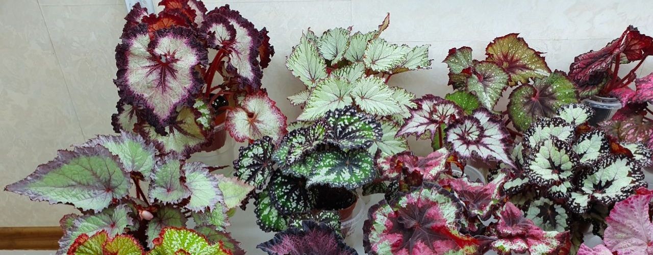 Бегоний Град