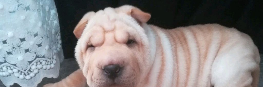 Черных Евгений