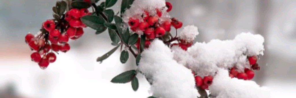 ✨️❄️•Venera Family House•❄️✨️