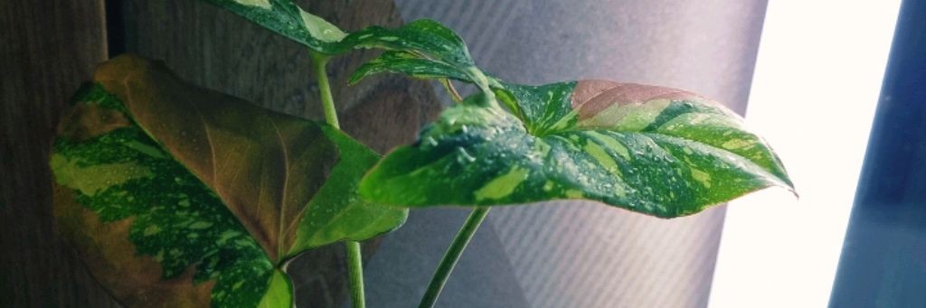 Зеленая Лиана🌿