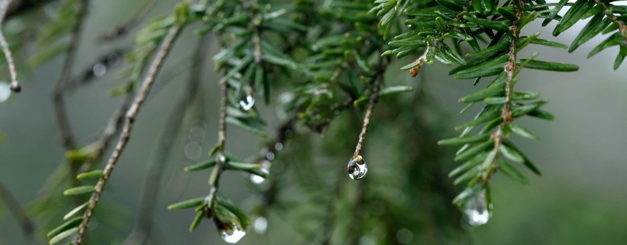 Анна | Мастер мемориального ухода