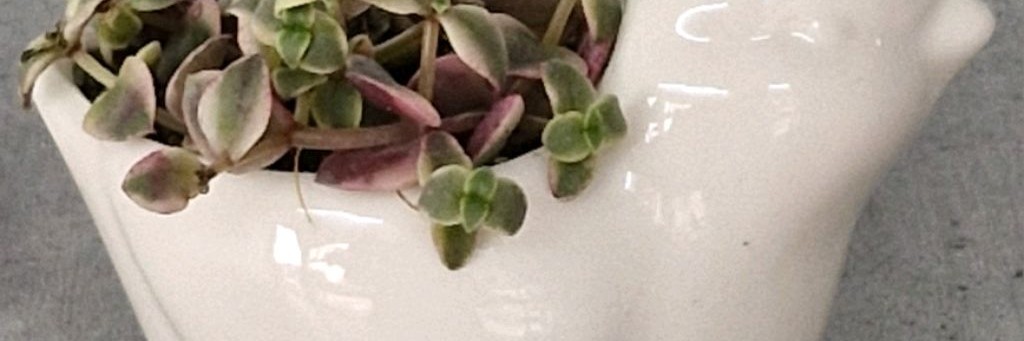 Я из Волгограда!-Мои комнатные растения.