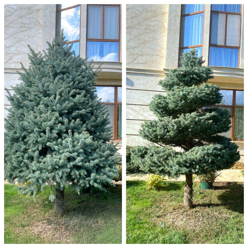 Садовый парикмахер