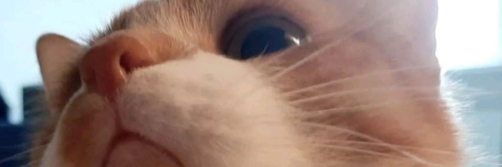 Космический кот