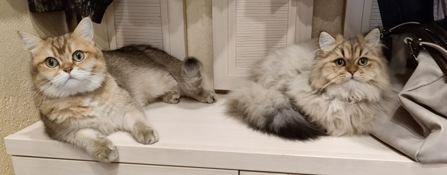 Елена и Котики