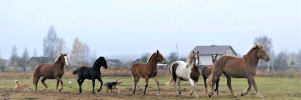 Royal_horse_Кострома