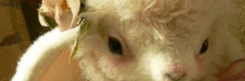 ♡﹤|твоё хобби|﹥♡