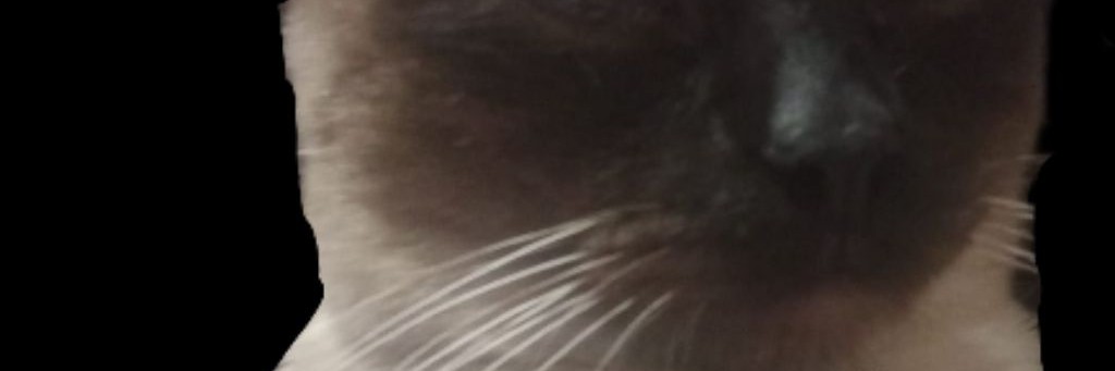 Пандори И Плюш🐼🐈