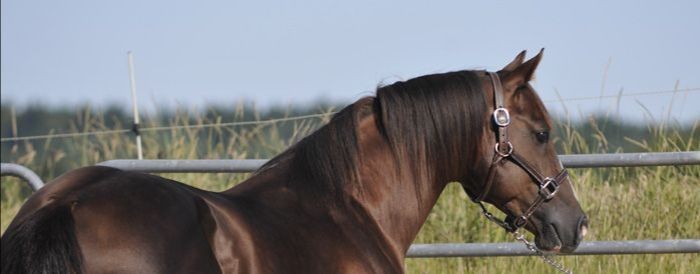 ..нн конник..