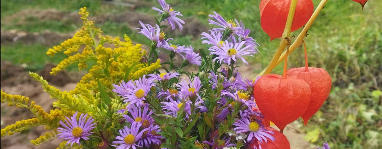 Ежевичный сад