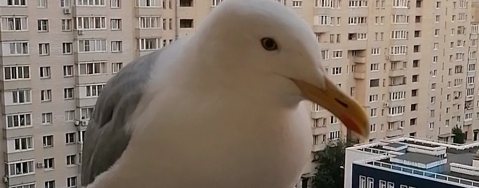 Всё О Бо Всём🤪