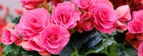 Остановка "Ботаническая"