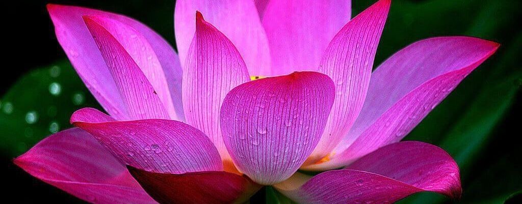 Шри Чайтанья Сарасват Матх. Учителя