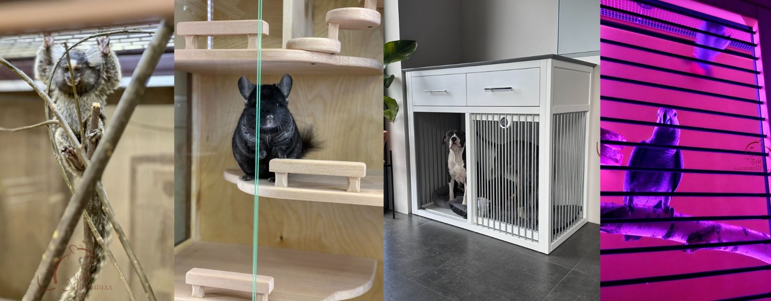 Мир Шиншилл