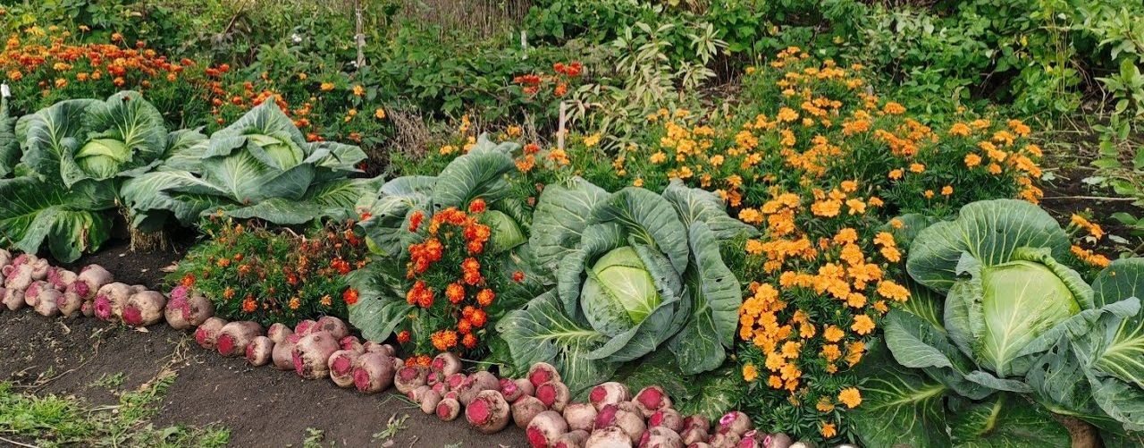 Академия огородника