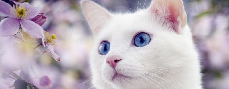 Пушины игры