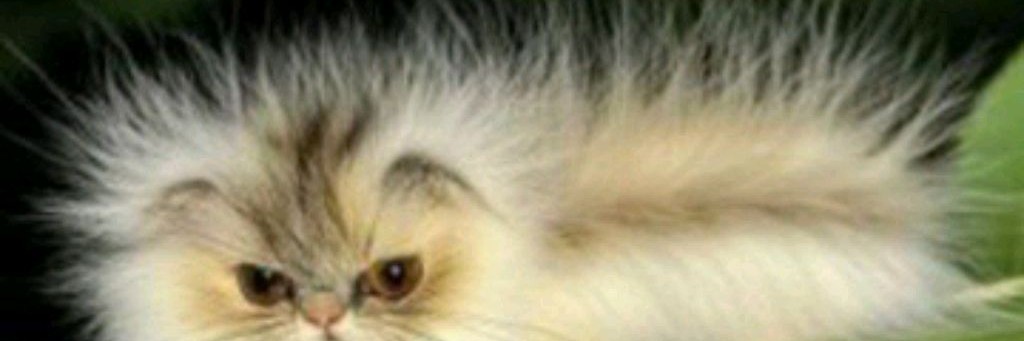 Котогусенецы