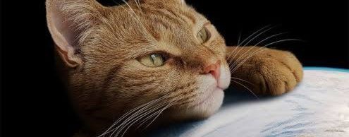 Мир глазами Кота